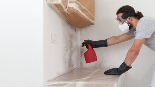 Basement Mold Remediation treatment on basement walls in South Boston